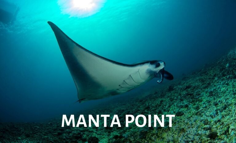 Manta Point Labuan Bajo